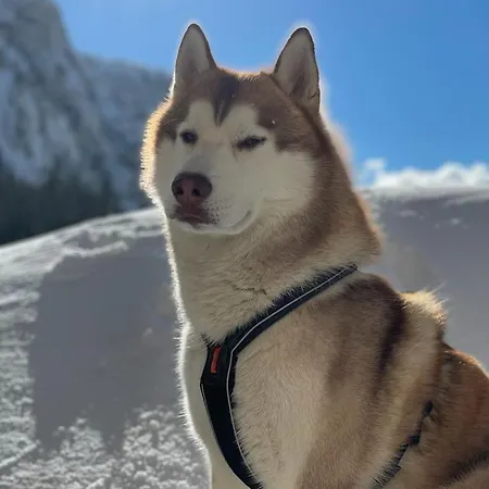 Séjour chez l'habitant Seeblick *